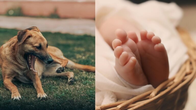 dog-eat-newborn-baby-head-1739362412